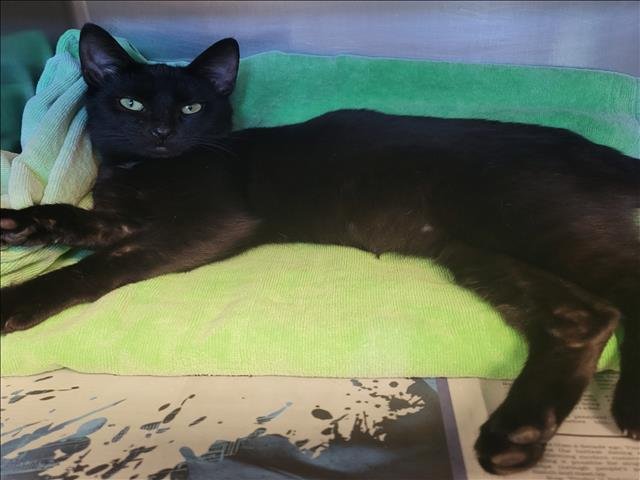 FIERO - Domestic Short Hair available for adoption