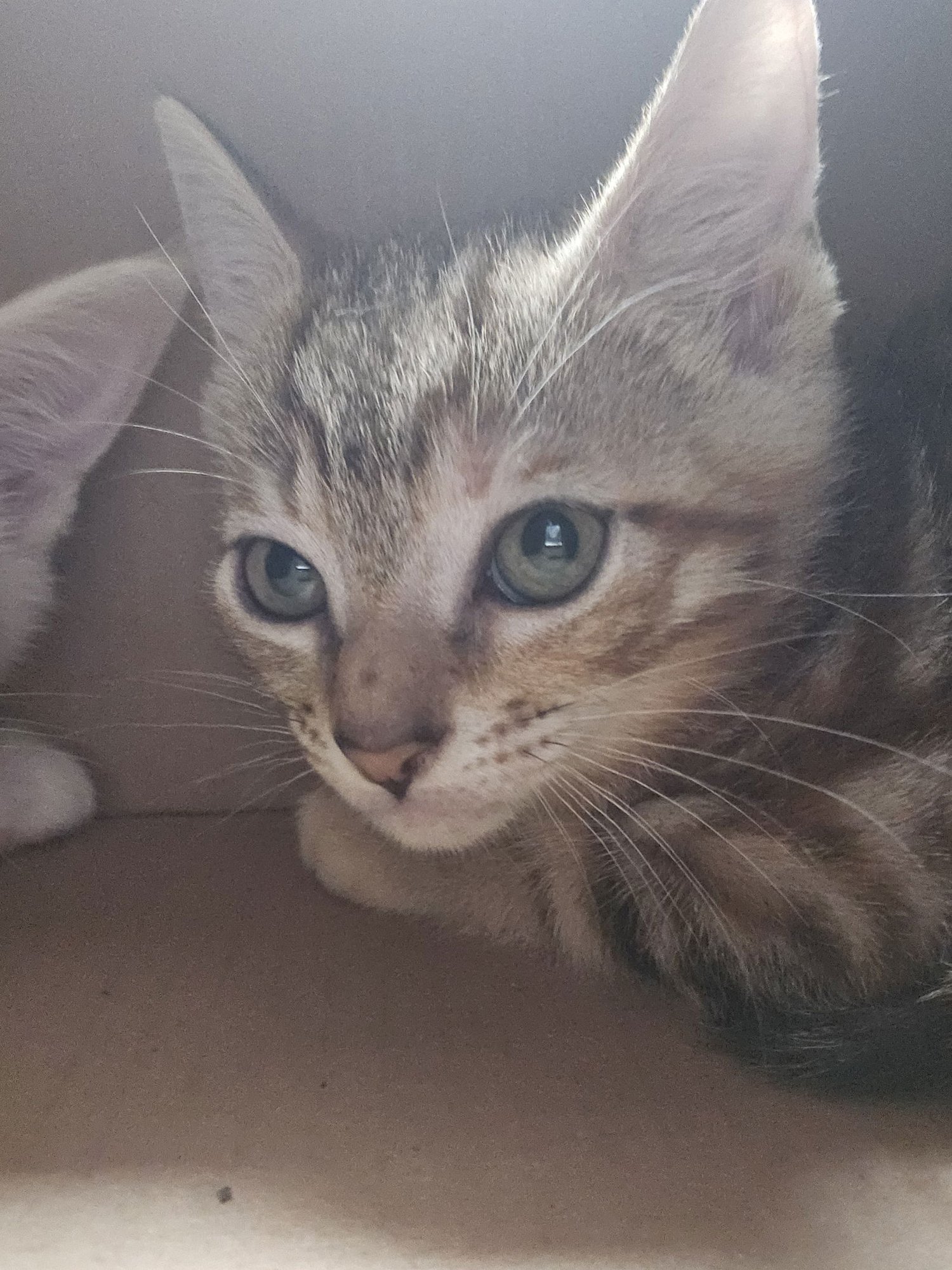 CHRISPY - Domestic Short Hair available for adoption