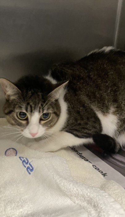 OREO - Domestic Short Hair available for adoption
