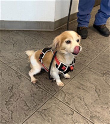 WILSON - Jack Russell Terrier (Parson Russell Terrier) available for adoption