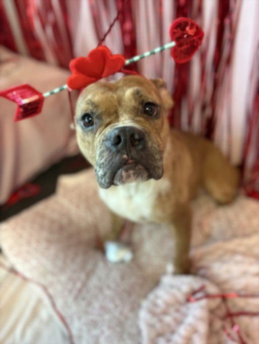 ANGEL - Bulldog available for adoption