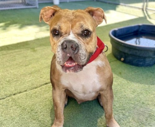 ANGEL - Bulldog available for adoption
