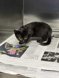 ABRA - Photo 1