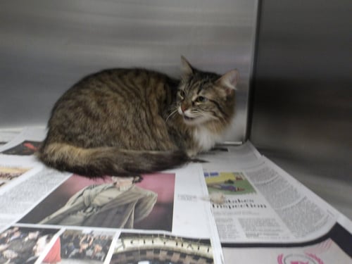 MARGO - Domestic Short Hair available for adoption