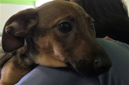 MAX - Dachshund available for adoption