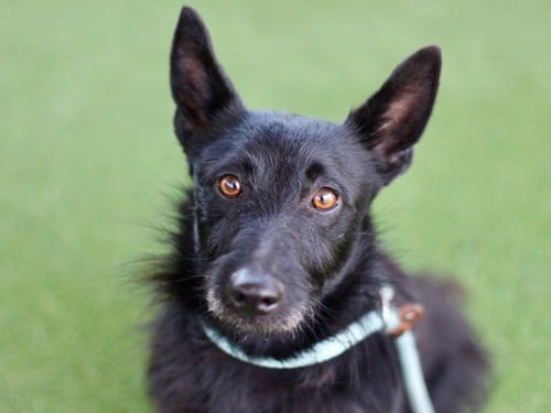 DIEGO - Scottish Terrier Scottie / Dachshund available for adoption