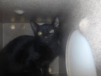 SPEEDY - Photo 1