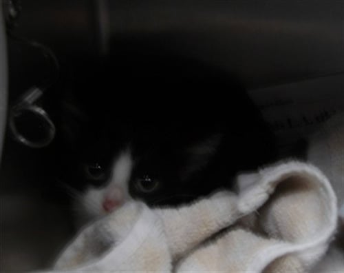 ANDI - Domestic Short Hair available for adoption