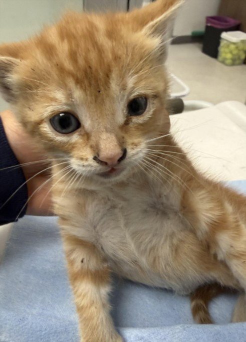 ALI - Domestic Short Hair available for adoption