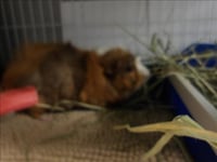 PICKLES - Photo 1