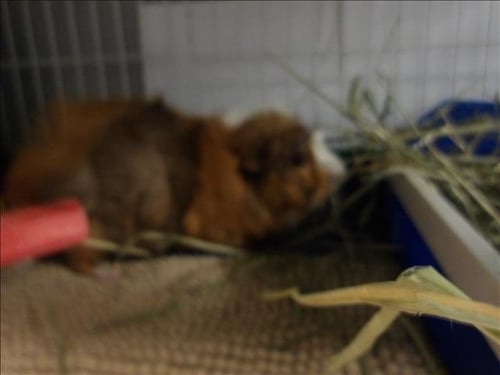 PICKLES - Guinea Pig available for adoption