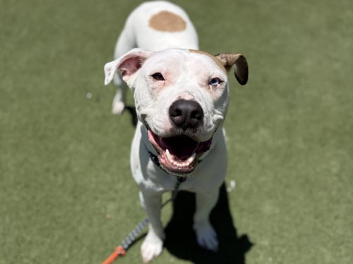 BLU - Pit Bull Terrier available for adoption