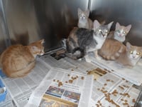 MARMALADE - Photo 1