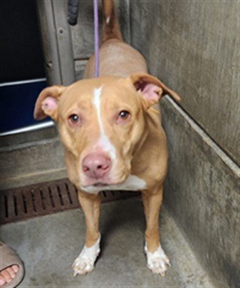 CHUNKY - Staffordshire Bull Terrier available for adoption