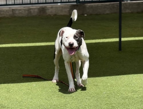 BRODY - Staffordshire Bull Terrier available for adoption