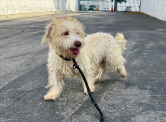 ROUX - Wirehaired Fox Terrier available for adoption