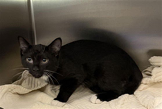 BOO BOO KITTY - Domestic Short Hair available for adoption