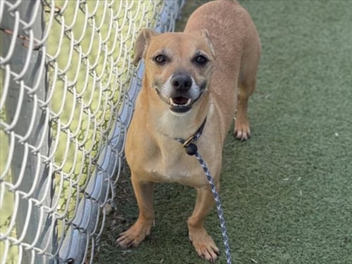 MORTY - Dachshund available for adoption