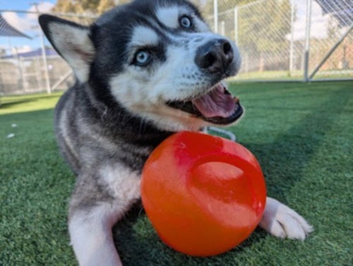 SHILOH - Siberian Husky available for adoption