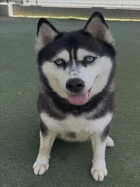 SHILOH Image