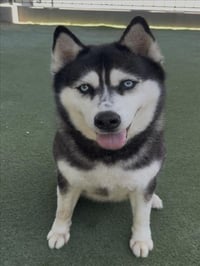 SHILOH - Photo 1