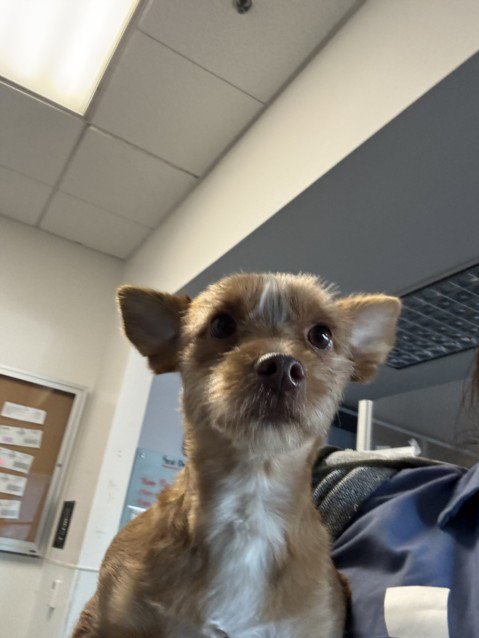BAMBI - Tibetan Terrier available for adoption