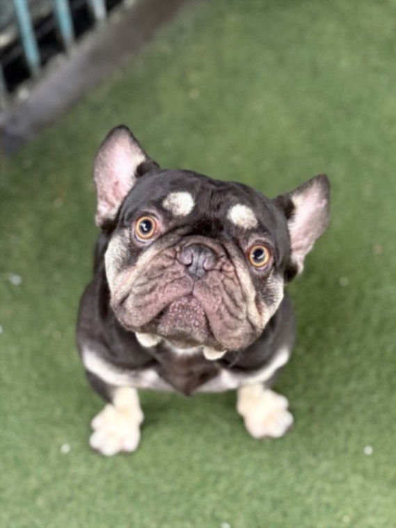 ROCKY - French Bulldog available for adoption