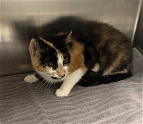 LUNA - Domestic Short Hair available for adoption
