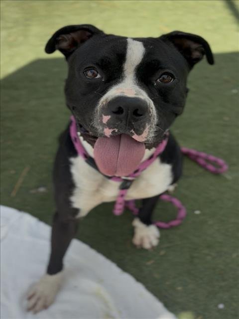 ROMEO - Boxer available for adoption