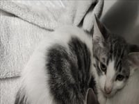 BEANS - Photo 1