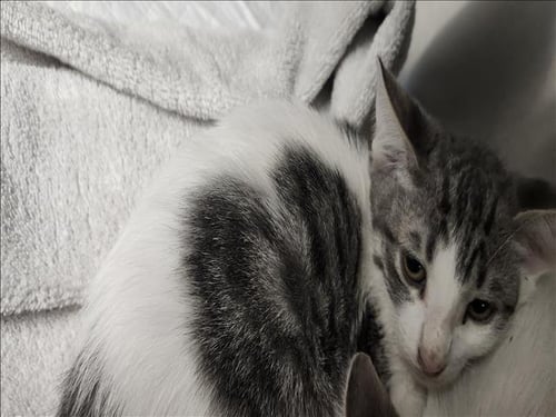 BEANS - Domestic Short Hair available for adoption