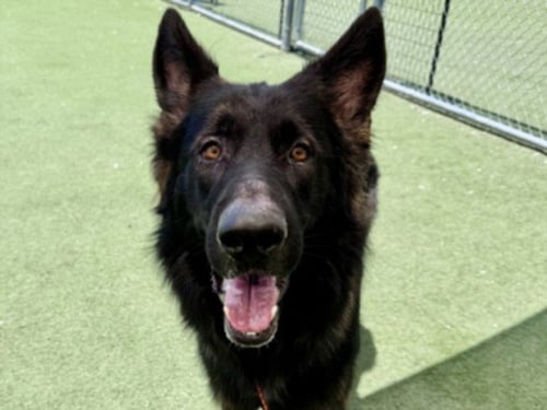 DEBO - German Shepherd Dog available for adoption