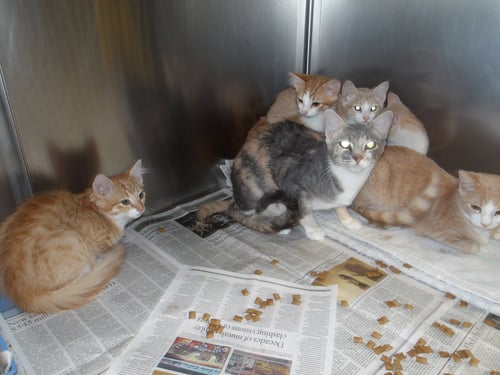 LINGONBERRY - Domestic Short Hair available for adoption