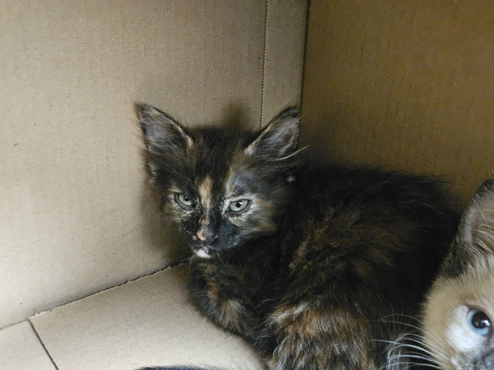 EILEEN - Domestic Short Hair available for adoption