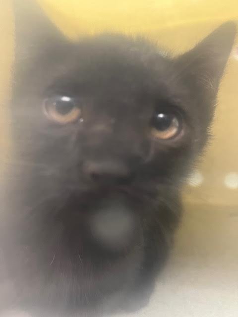 A2254092 - Domestic Short Hair available for adoption