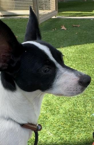 TT - Chihuahua available for adoption