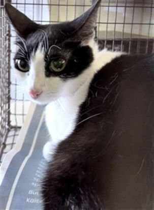 RONNIE - Domestic Short Hair available for adoption