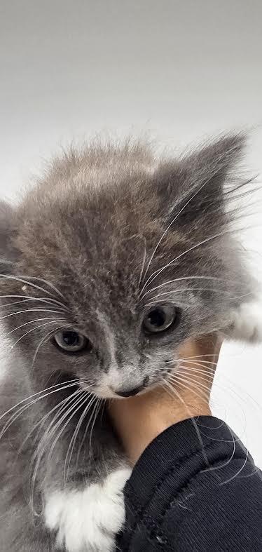 BETTY LUO - Domestic Short Hair available for adoption