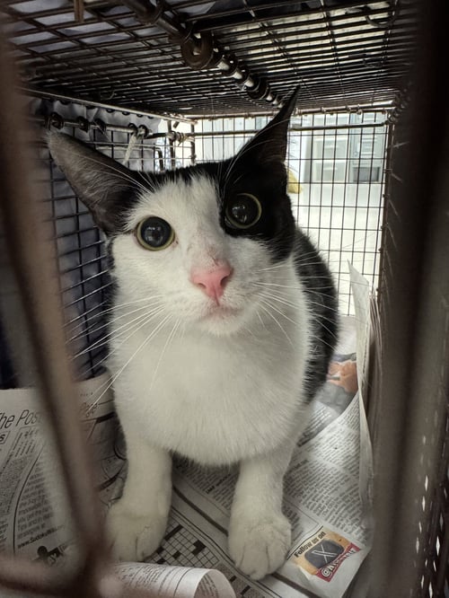 HARU - Domestic Short Hair available for adoption