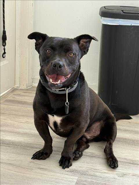 DONNIE - Staffordshire Bull Terrier / Boxer available for adoption