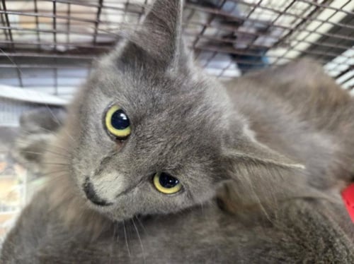 GUCCI MANE - Domestic Short Hair available for adoption