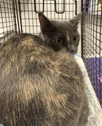 LUNA - Domestic Short Hair available for adoption