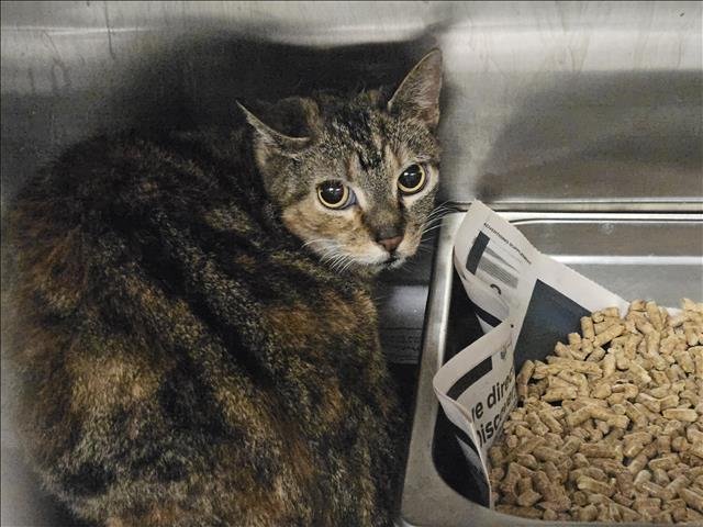 GOLDIE - Domestic Medium Hair available for adoption