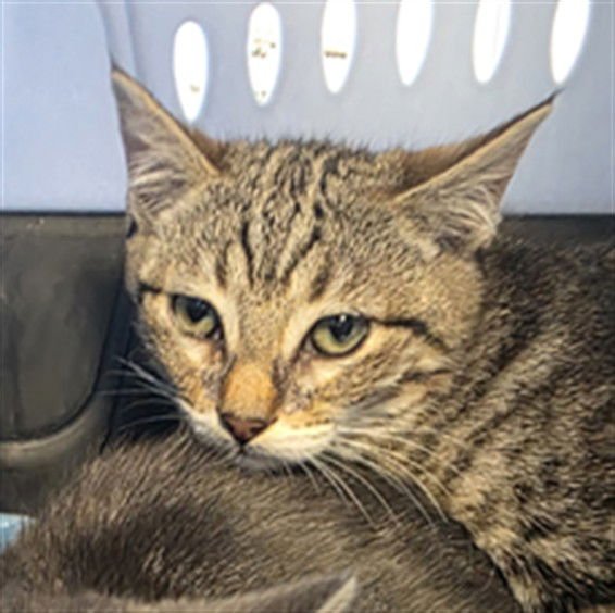 MAGGIE - Domestic Short Hair available for adoption