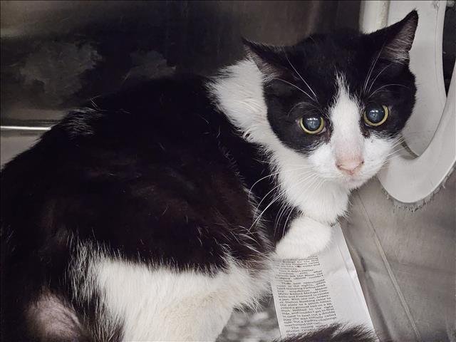 B&W - Domestic Medium Hair available for adoption