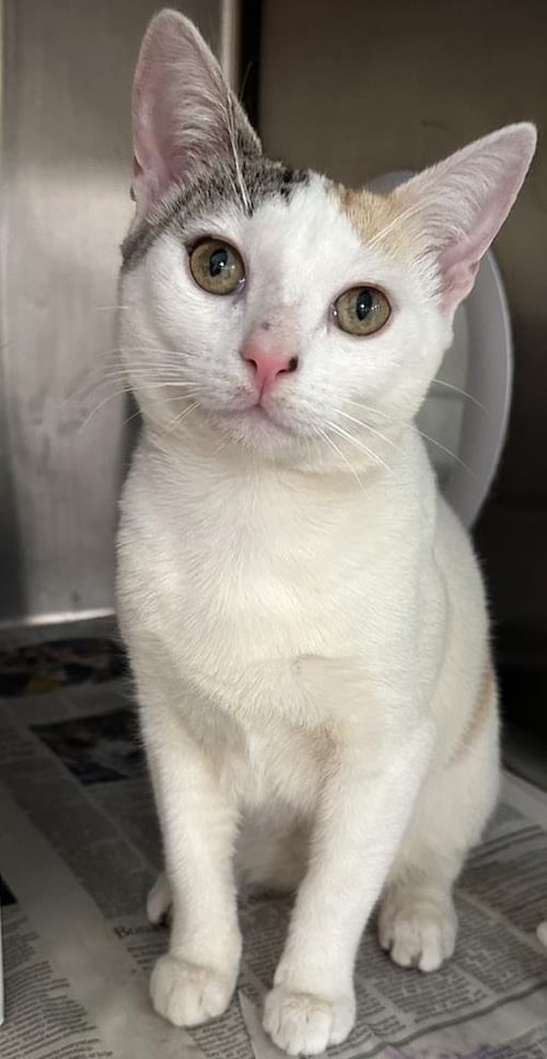WOODROW - Domestic Short Hair available for adoption