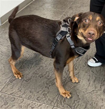 LILLY - Labrador Retriever / Australian Kelpie available for adoption