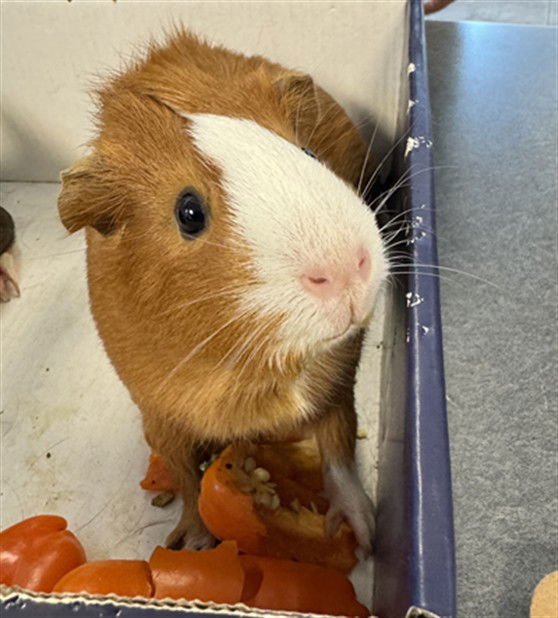 WAFFLES - Guinea Pig available for adoption