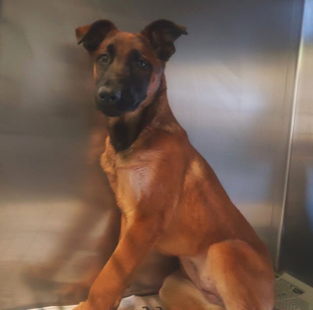 BELLA - Belgian Shepherd Malinois available for adoption