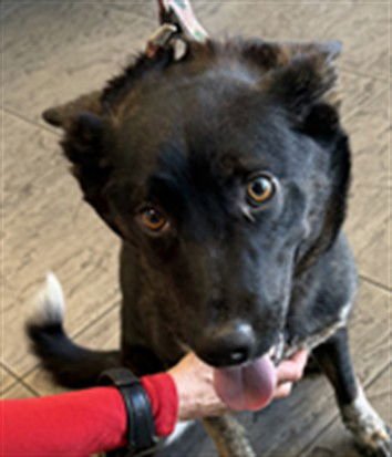 GIDGET - Australian Cattle Dog/Blue Heeler available for adoption